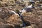 Group of the yellow-legged gulls looking for food on the volcanic shore of the Atlantic Ocean in the area of Essaouira in Morocco