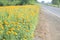 Group of yellow marigold flower fields beside concrete road, have copy space.