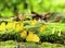 Group of yellow Monarch butterfly in the forest.