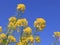 A group yellow rapeseed flowers with a blue background