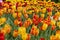 A group of yellow red varietal tulips, background wallpaper horizontal photo. Beautiful flowers strict tulips heads of