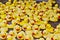 Group of yellow rubber ducks closeup view. Rubber duck race festival concept