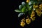 Group of yellow small scenty flowers and young leave of Barberry Berberis Sieboldii on dark background