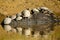 Group of Yellow-spotted river turtles Podocnemis unifilis reflected in water in the Pampas del Yacuma, Bolivia