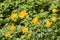 A group of yellow Trollius flowers with green leaves is in the summer forest