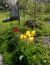 Group of yellow tulips in the garden on a background of green grass, tree, well. Spring sunny day