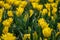 Group of yellow tulips. Selective focus. Colorful carpet of flowers. Colorful tulips photo background