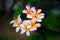 Group of yellow white flowers of Frangipani, Plumeria,