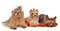 Group of Yorkshire Terrier dogs resting