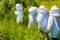 Group of young beekeepers are about to visit beehives.