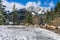 A group of young Bighorn Sheeps (ewe and lamb) on the snowy mountain road. Banff National Park in October