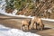 A group of young Bighorn Sheeps (ewe and lamb) on the snowy mountain road. Banff National Park in October