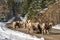 A group of young Bighorn Sheeps (ewe and lamb) on the snowy mountain road. Banff National Park in October