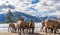 A group of young Bighorn Sheeps (ewe and lamb) on the snowy mountain road. Banff National Park in October