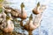 Group of young brown ducks, ducklings swimming together in lake near the coast. Water birds species in the waterfowl family