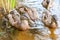 Group of young brown ducks, ducklings swimming together in lake near the coast. Water birds species in the waterfowl family