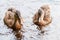 Group of young brown ducks, ducklings swimming together in lake near the coast. Water birds species in the waterfowl family