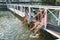 Group of young carefree friends relaxing on bridge and splashing water