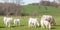 Group of young Charolais calves grazing in late evening light