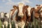 Group of young cows stand together in a pasture under a blue sky, image of head and neck and chest, red and white heifer