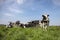 Group of young cows standing and lying in the tall grass of a meadow, one cow maverick, the herd side by side cosy together under