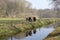 A group of young cows, their reflection in the water, are standing next to a ditch, a meadow surrounded by trees