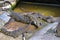 A Group Of Young Crocodiles At An Animal Farm In Kuching, Sarawak