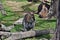 Group of young, cute, wild, gray wallaby kangaroo sitting on the grass in Sunshine Coast, Queensland