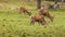 A group of young deers in a green alpine pasture