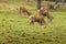 A group of young deers in a green alpine pasture