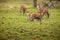 A group of young deers in a green alpine pasture