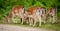 Group of young deers looking down