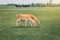 Group of young fallow deer eating grass at summer outdoors. Herd animals dama dama feeding consuming plant food on meadow.