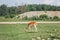 Group of young fallow deer eating grass at summer outdoors. Herd animals dama dama feeding consuming plant food on meadow.