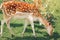 Group of young fallow deer eating grass at summer outdoors. Herd animals dama dama feeding consuming plant food on meadow.