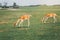 Group of young fallow deer eating grazing grass on summer outdoor. Herd animals dama dama feeding consuming plant food on a meadow