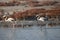 A Group of young Flamingos walking on Delta Evros