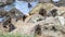 A group of young Fur Seals Arctocephalus forsteri