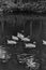 Group of young geese swimming in Black and white
