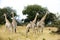 Group of young giraffes