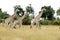 Group of young giraffes