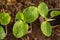 Group of young green pumpkin plants growing in a pot