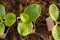 Group of young green pumpkin plants growing in a pot