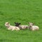 Group of young lambs