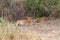 A group of young lionesses in the Masai Mara. Kenya, Africa