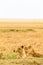 A group of young lionesses rest in the savannah. Masai Mara, Africa