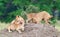 Group of young lions