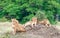 Group of young lions