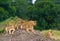 Group of young lions on the hill. National Park. Kenya. Tanzania. Masai Mara. Serengeti.