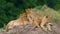 Group of young lions on the hill. National Park. Kenya. Tanzania. Masai Mara. Serengeti.